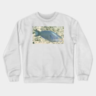 Parrot Fish Crewneck Sweatshirt